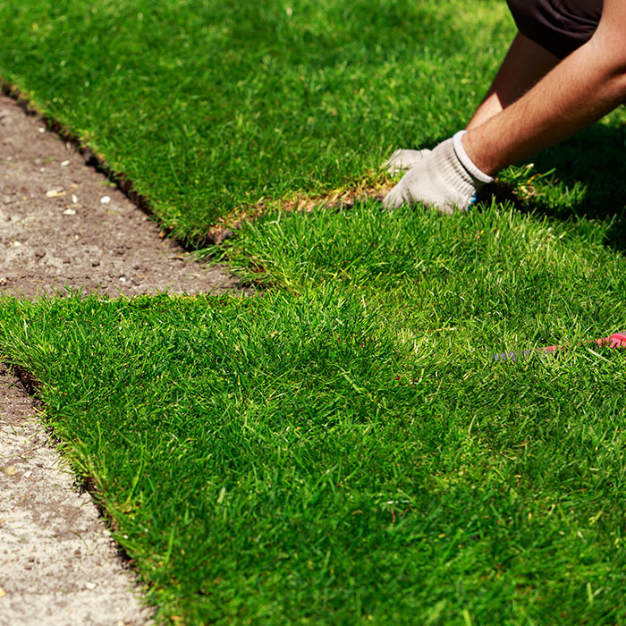 Sod grass in Sunnyvale, TX