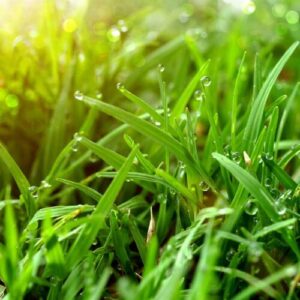 Lush Bermuda Grass Lawn by Starr Turf Grass Inc in Sunnyvale, TX