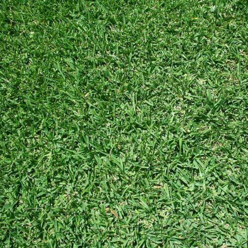 St.Augustine Sod in Sunnyvale, TX
